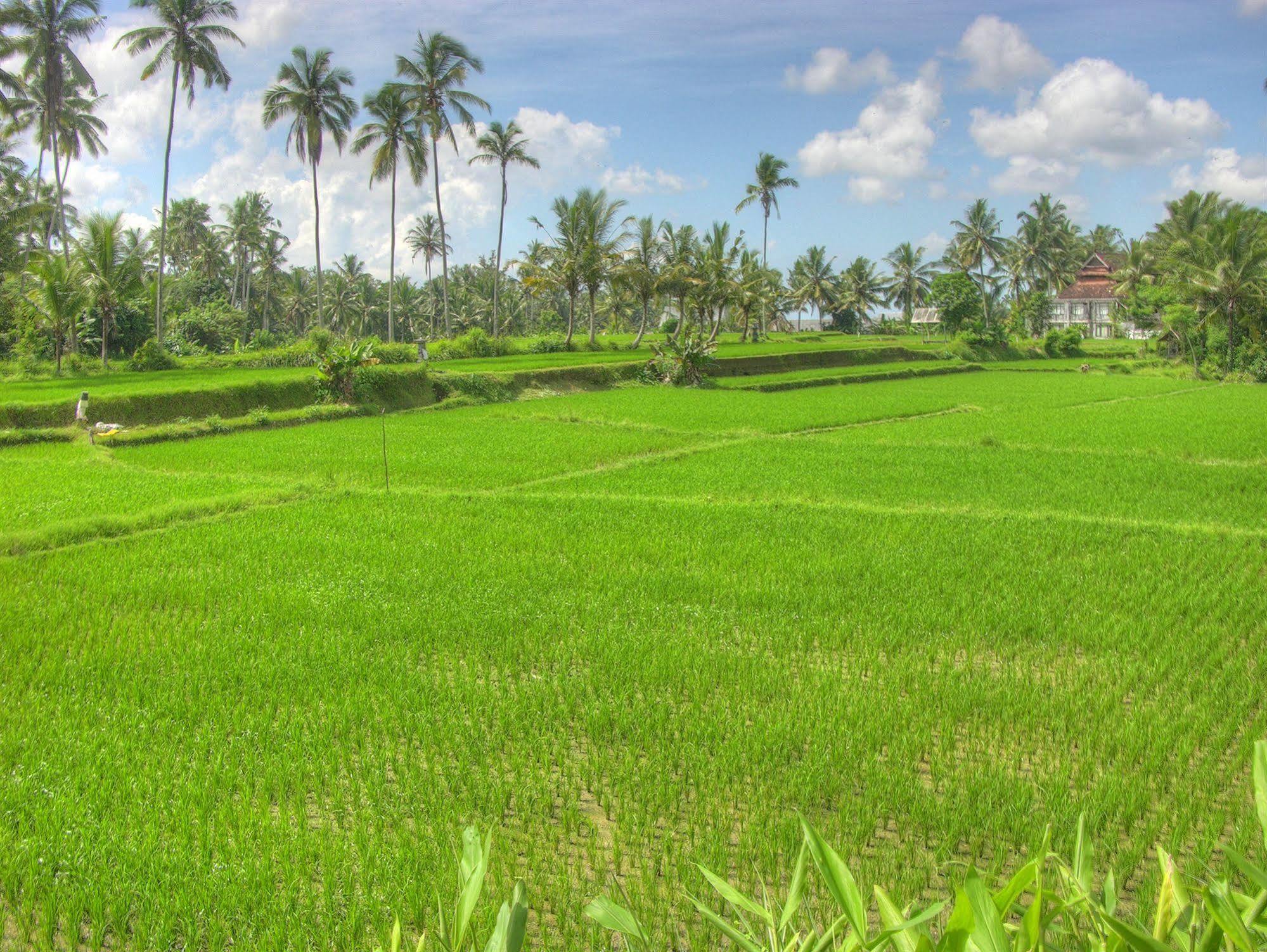 Villa Sabandari Ubud Exteriér fotografie