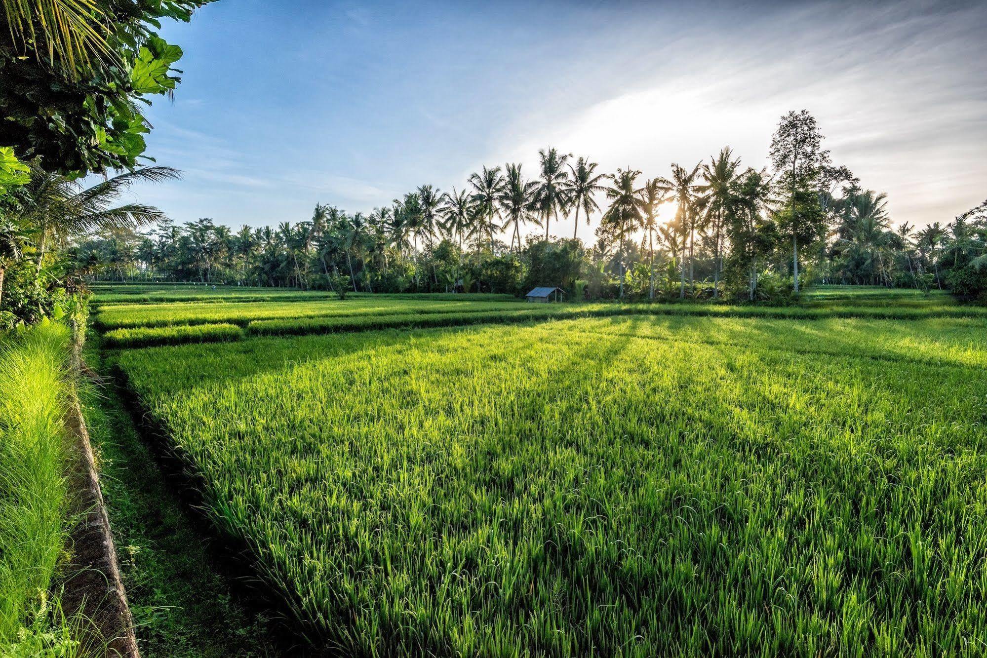 Villa Sabandari Ubud Exteriér fotografie