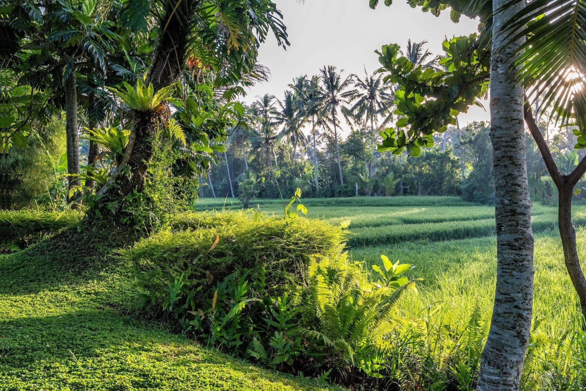 Villa Sabandari Ubud Exteriér fotografie